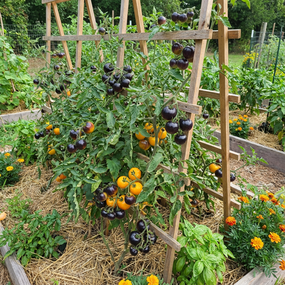 Yellow Black Tomato Seeds for Planting