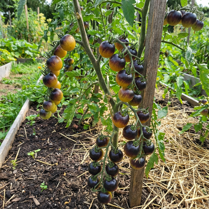 Yellow Black Tomato Seeds for Planting