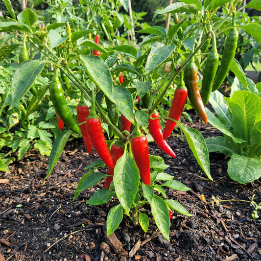 Cayenne Pepper Seeds: Planting Guide for Successful Growth
