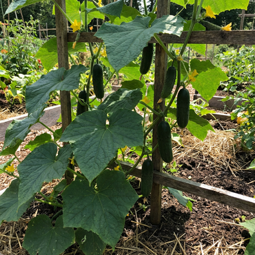 Dark Green Cucumber Seeds for Planting - Premium Vegetable Seeds