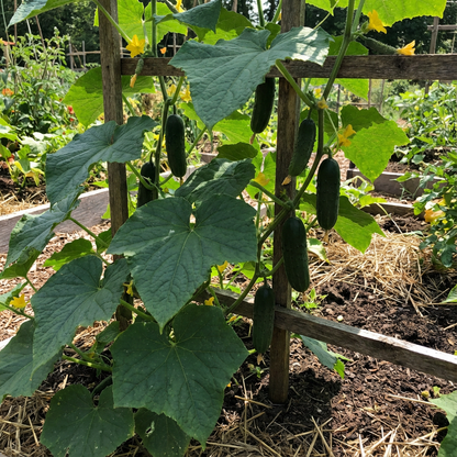 Dark Green Cucumber Seeds for Planting - Premium Vegetable Seeds