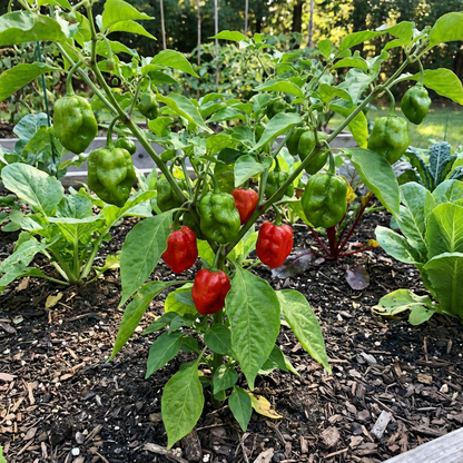 Premium Bonnet Vegetable Seeds - Easy Planting Guide Included