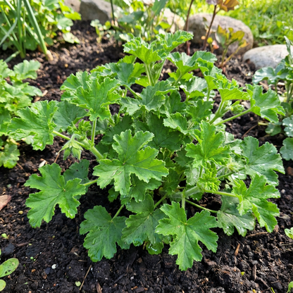 Green Crispum Vegetable Seeds for Planting Fresh Leafy Greens