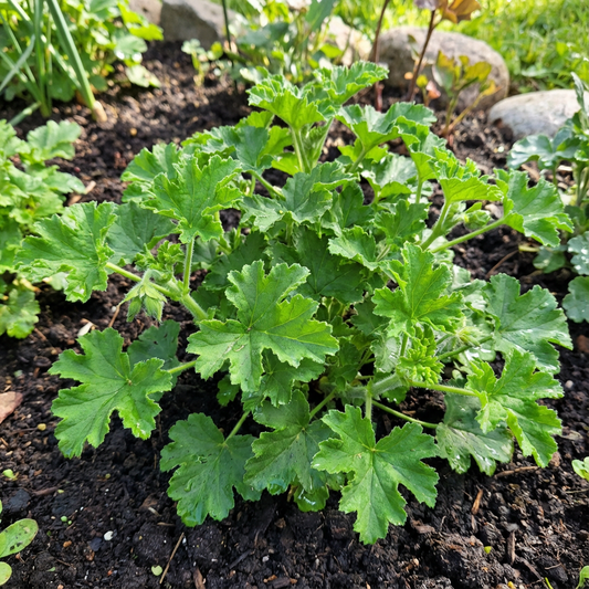 Green Crispum Vegetable Seeds for Planting Fresh Leafy Greens