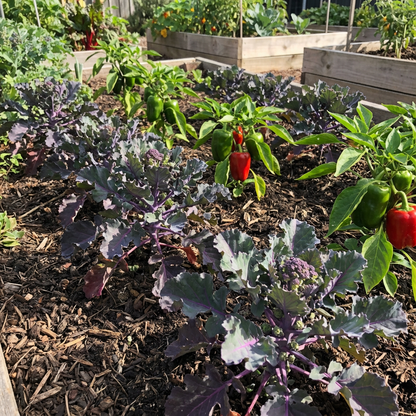 Purple Kalettes Vegetable Seeds for Planting