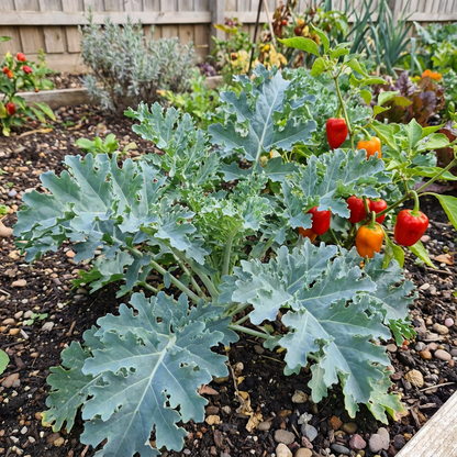 Green Sea Kale Seeds - Grow Your Vegetable Garden
