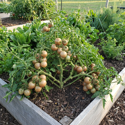 Light Brown Tomato Vegetable Planting for Thriving Gardens - Seeds