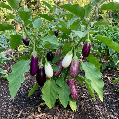 Mixed Eggplant Seeds for Vibrant Vegetable Gardens