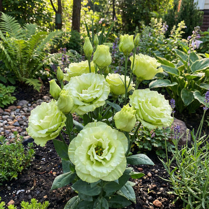 Eustoma Flower Seeds: Planting Instructions for Green Thumb Enthusiasts