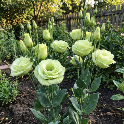 Eustoma Flower Seeds: Planting Instructions for Green Thumb Enthusiasts