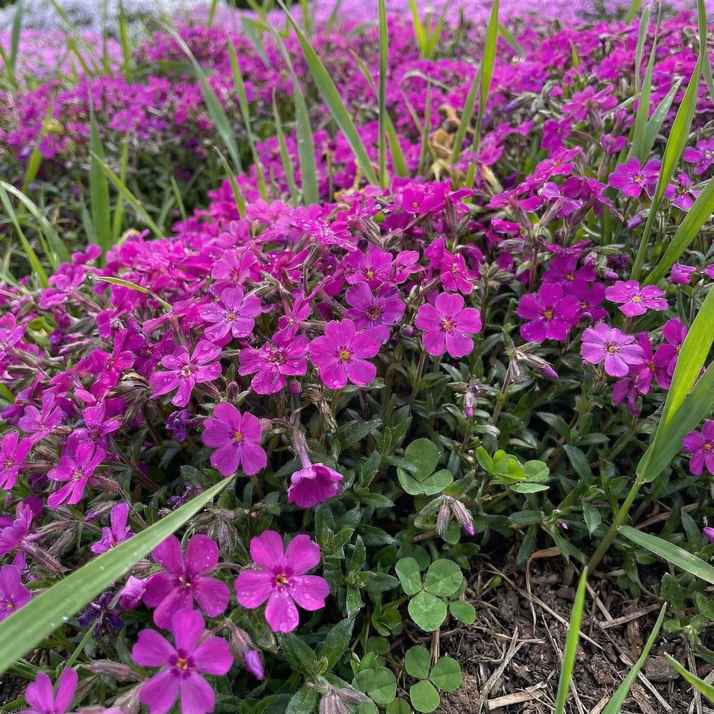 Aubrieta Flower Seeds for Planting Perennials