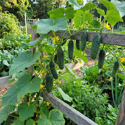 Buy Cucumber Pioneer Seeds Ideal for Planting