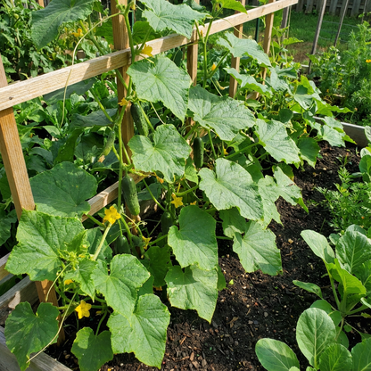 Buy Cucumber Pioneer Seeds Ideal for Planting