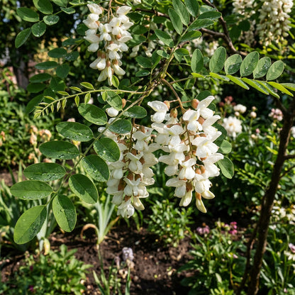 Robinia Flower Seeds for Planting Essentials