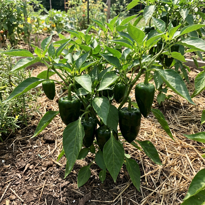 Green Poblano Vegetable Seeds for Planting