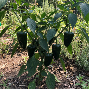 Green Poblano Vegetable Seeds for Planting