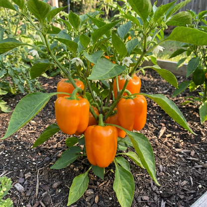 Orange Pepper Seeds for Planting - Grow Vibrant Vegetable Peppers at Home