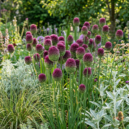 Sphaerocephalon Flower Seeds for Vibrant Garden Displays - Seeds for Eye-Catching Blooms in Your Outdoor Space