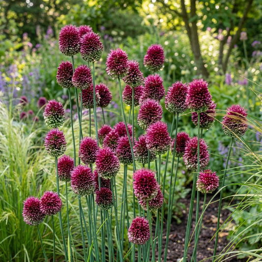 Sphaerocephalon Flower Seeds for Vibrant Garden Displays - Seeds for Eye-Catching Blooms in Your Outdoor Space