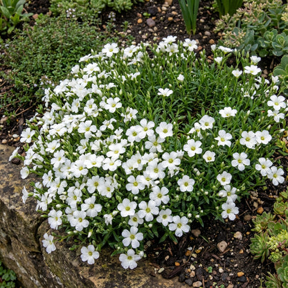 Avalanche Flower Seeds for Hardy Planting