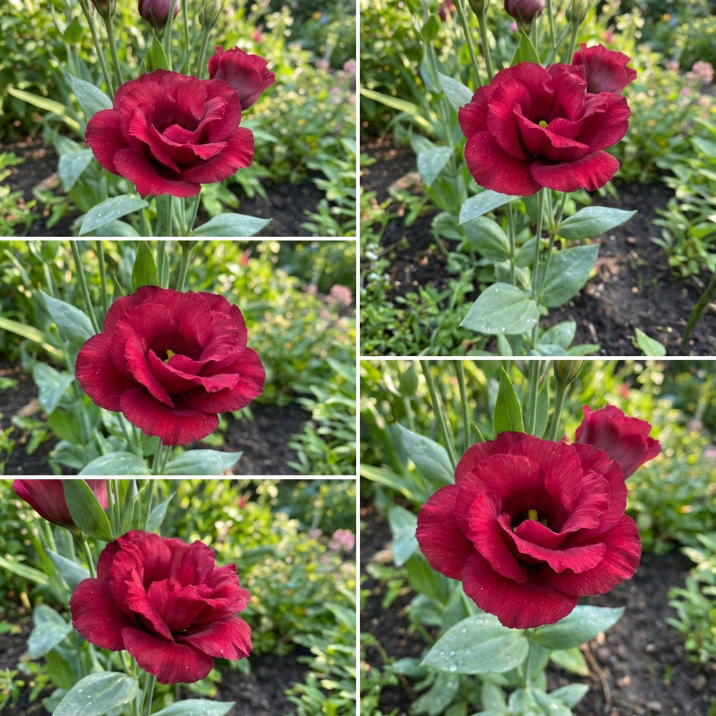 Red Eustoma Flower Seeds - Elegant Blooms for Planting