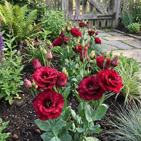 Red Eustoma Flower Seeds - Elegant Blooms for Planting