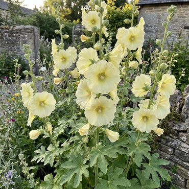Yellow Alcea Ficifolia Flower Seeds Planting Vibrant