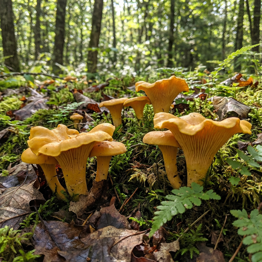 Girolle Mushroom Seeds for Planting Premium Vegetable Seeds