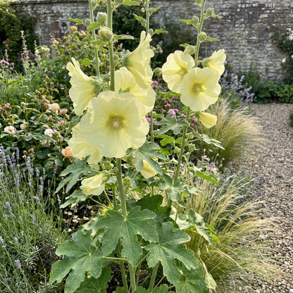 Yellow Alcea Ficifolia Flower Seeds Planting Vibrant