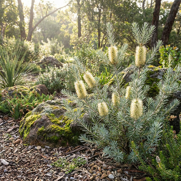 Alpine Bottlebrush Flower Seeds for Planting