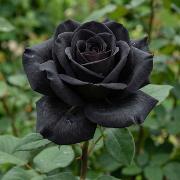 Schwarze Rosenblumensamen für mutiges Pflanzen