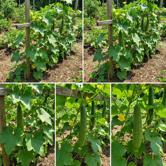 Towel Gourd Vegetable Seeds