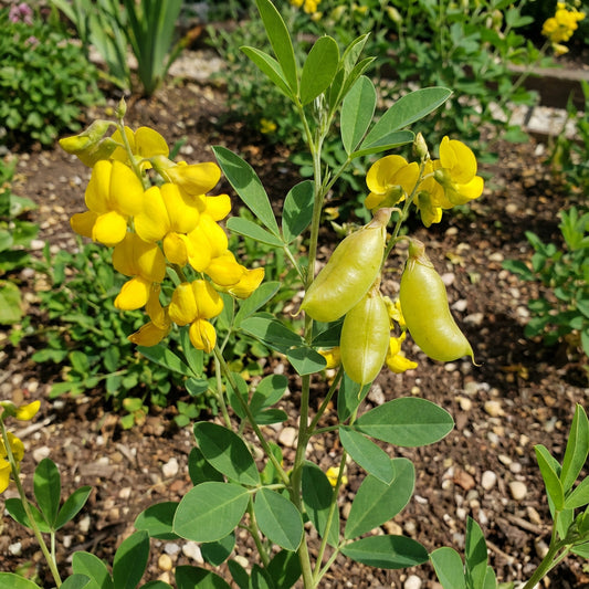 Yellow Smooth Rattlebox Plant Seeds Planting Unique