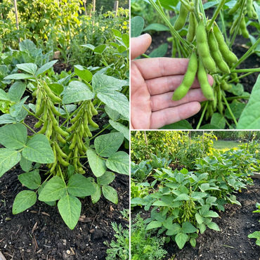 Green Soybean Vegetable Seeds Perfect for Home Planting