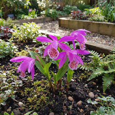 Tongariro Hardy Flower Seeds, Resilient Blooms for Vibrant Gardens and Landscapes