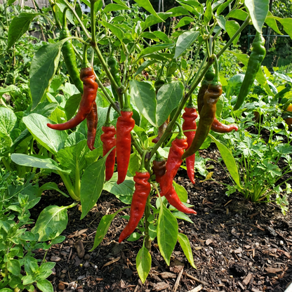 Hot Peter Pepper Vegetable Seeds for Garden Planting