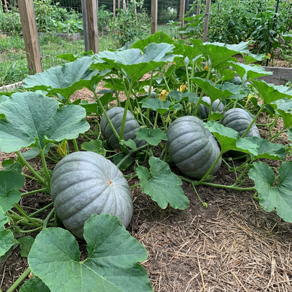 Gray Triamble Pumpkin Seeds for Planting