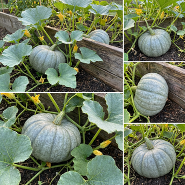 Gray Triamble Pumpkin Seeds for Planting
