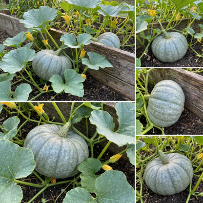 Gray Triamble Pumpkin Seeds for Planting