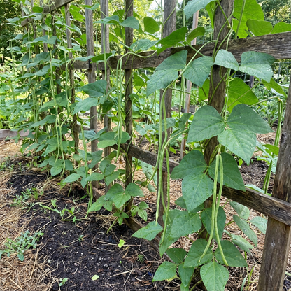 Long Bean Vegetable Seeds: Essential Guide for Successful Planting