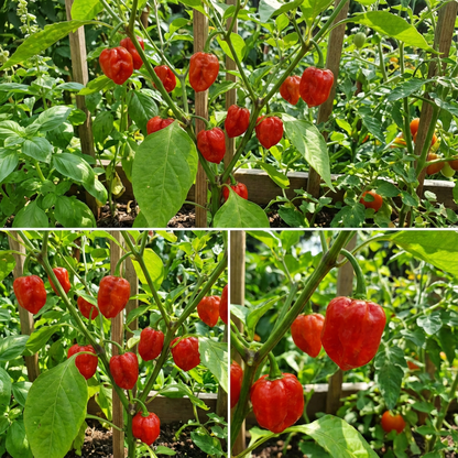 Red Cachucha Vegetable Seeds for Easy Planting