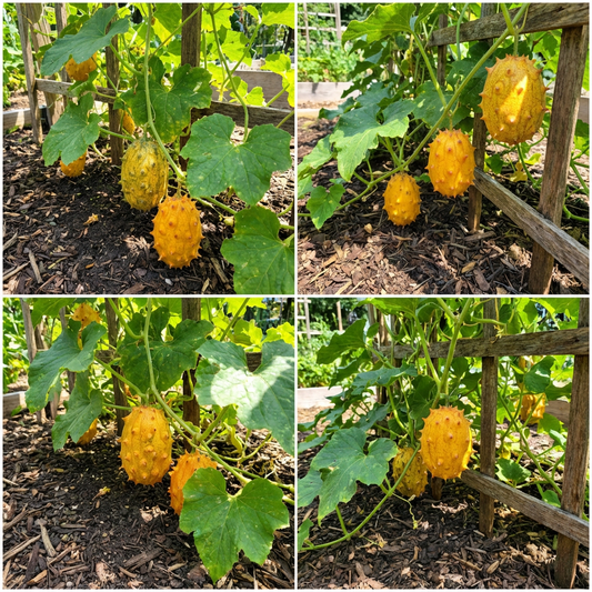 Kiwano Vegetable Seeds for Easy Planting