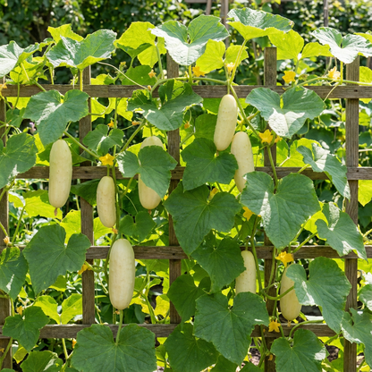 White Cucumber Vegetable Seeds for Planting