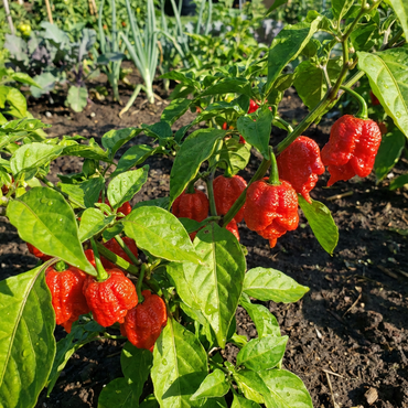 Carolina Reaper Chili Seeds for Planting
