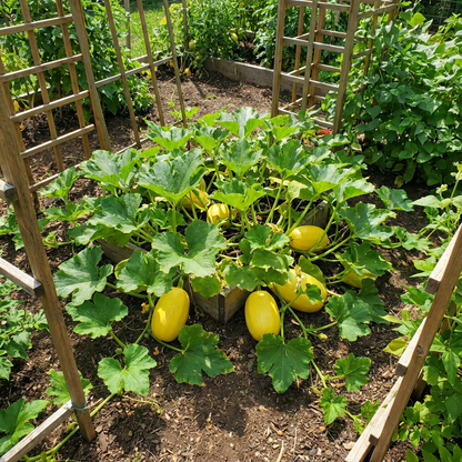 Yellow Spaghetti Vegetable Seeds Planting