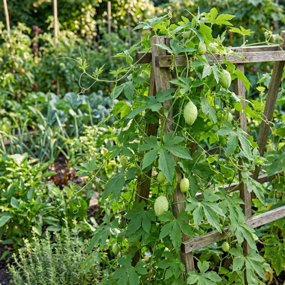 Cyclanthera Pedata Seeds - Ideal for Vegetable Planting