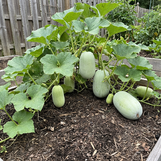 Premium Winter Melon Seeds for Planting
