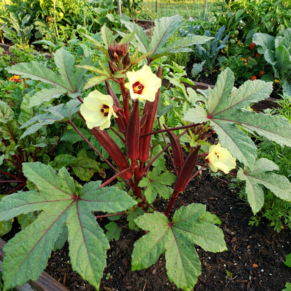 Burgundy Vegetable Seeds for Planting