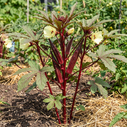 Burgundy Vegetable Seeds for Planting