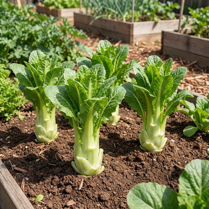Celtuce Seeds for Planting | Grow Your Own Vegetable